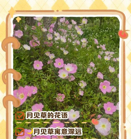 自信张扬热烈明媚的花语是什么？它传递了哪些信息？