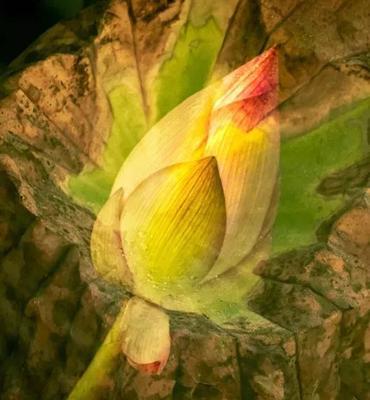 清香逸人的花语有何特别之处？