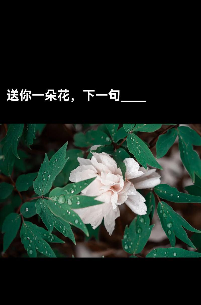 暖暖时光花束的花语有何深意？
