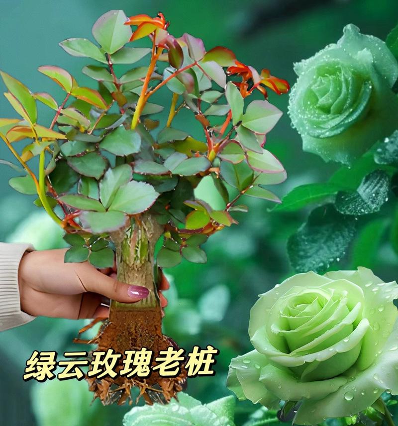 绿色玫瑰花语有何特别之处？