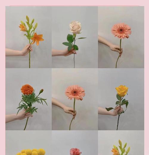 希望和曙光的花语寓意分别是什么？它们代表了什么？