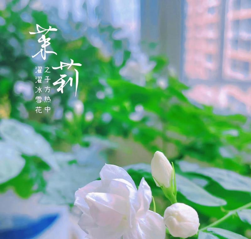 茉莉烟搭配的花语有何特别之处？