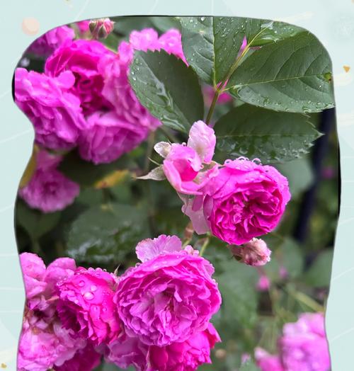 单身人士送什么花表达爱情？花语有何寓意？