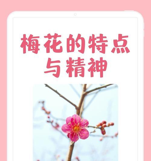 梅花的花语有哪些？