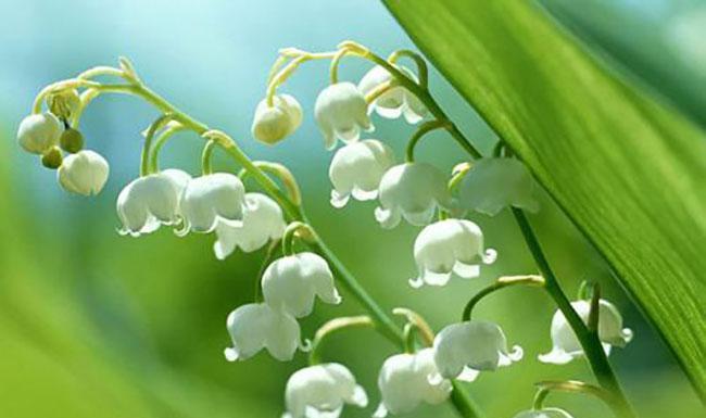 清竹象征着什么？它的花语是什么？