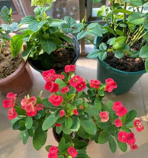什么花的花语是接财？接财的花有哪些？