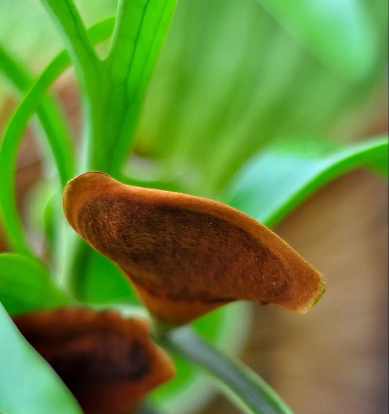 鹿角蕨的花语是什么？鹿角蕨象征着哪些寓意？