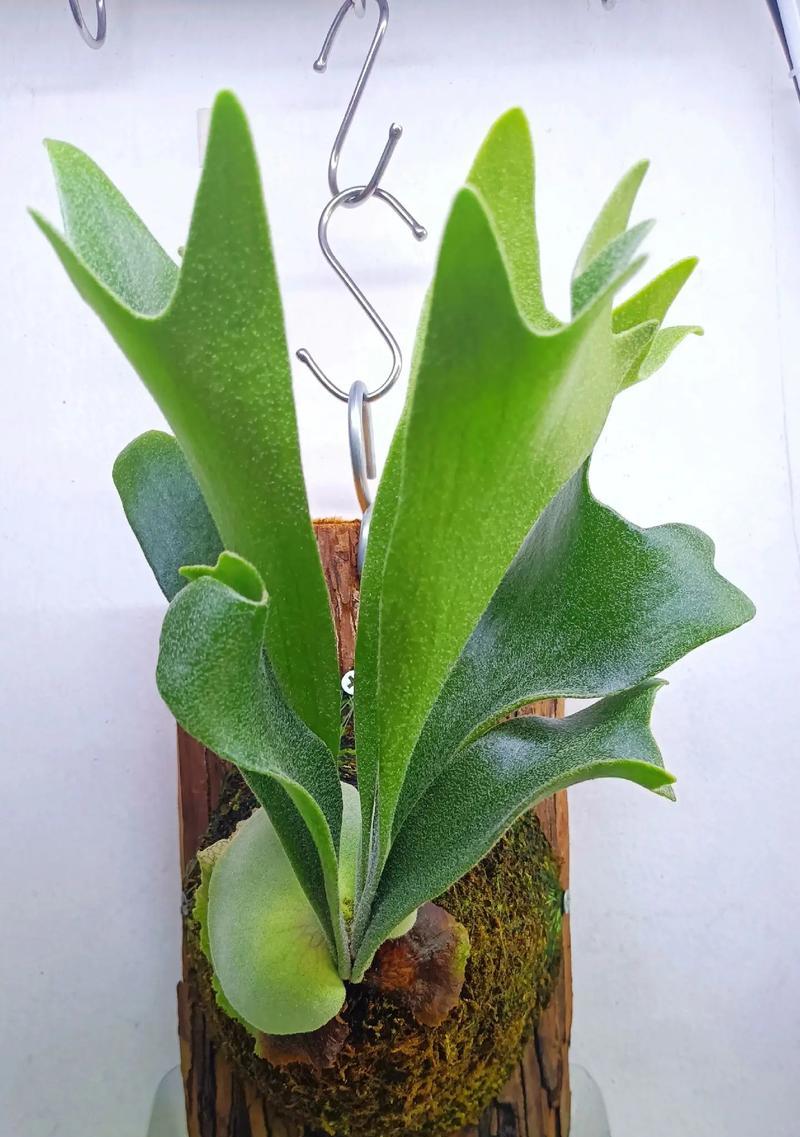 鹿角蕨的花语是什么？鹿角蕨象征着哪些寓意？