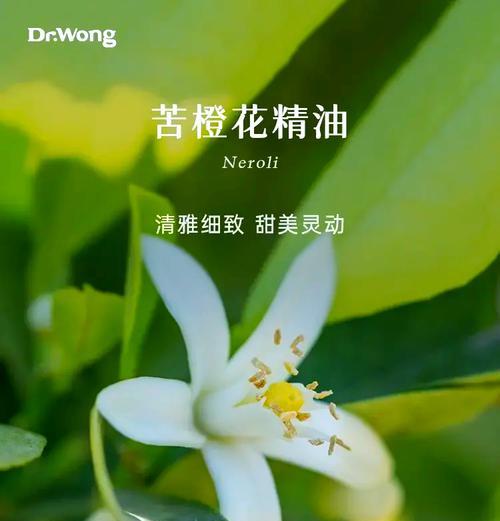 橙橘花的寓意和花语是什么？