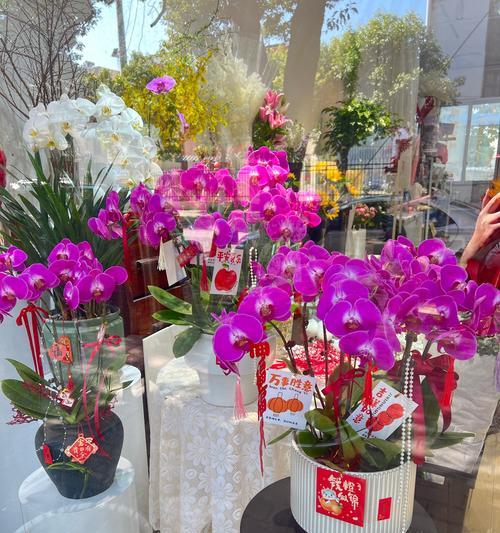 蝴蝶兰有哪些寓意和花语？