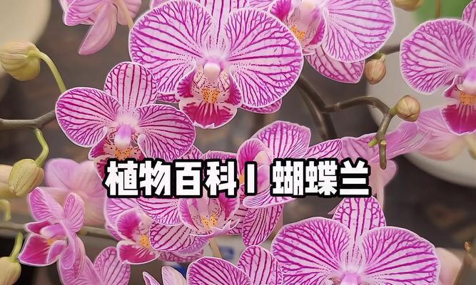 蝴蝶兰有哪些寓意和花语？