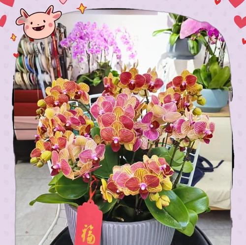 蝴蝶兰有哪些寓意和花语？