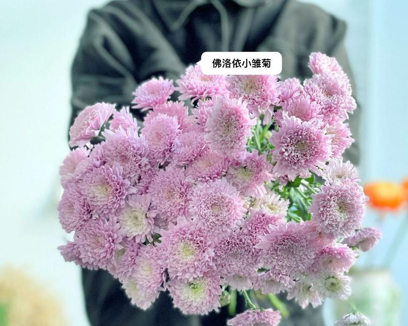 粉色雏菊花的花语有何特别之处？