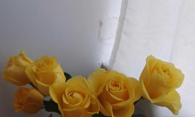 超级臭美的玫瑰花语是什么？玫瑰花的骄傲象征是什么？