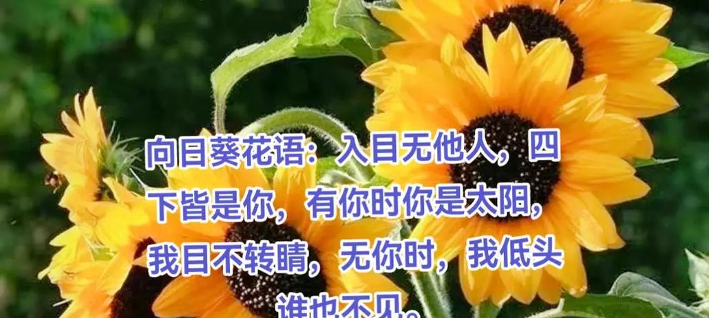 向日葵的花语代表什么？晚安时说向日葵有何含义？
