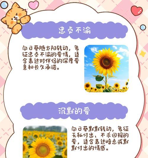 向日葵的花语代表什么？晚安时说向日葵有何含义？