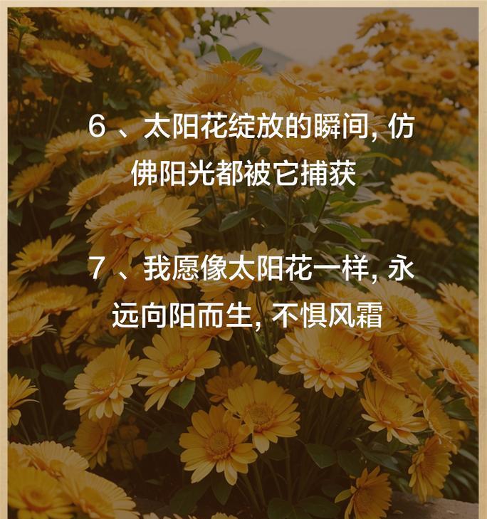 向日葵的花语代表什么？晚安时说向日葵有何含义？