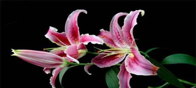 可以组合的花语是什么？哪些花组合起来有特别的意义？