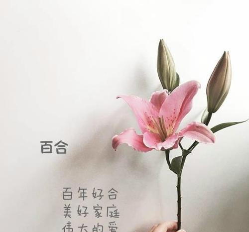 可以组合的花语是什么？哪些花组合起来有特别的意义？