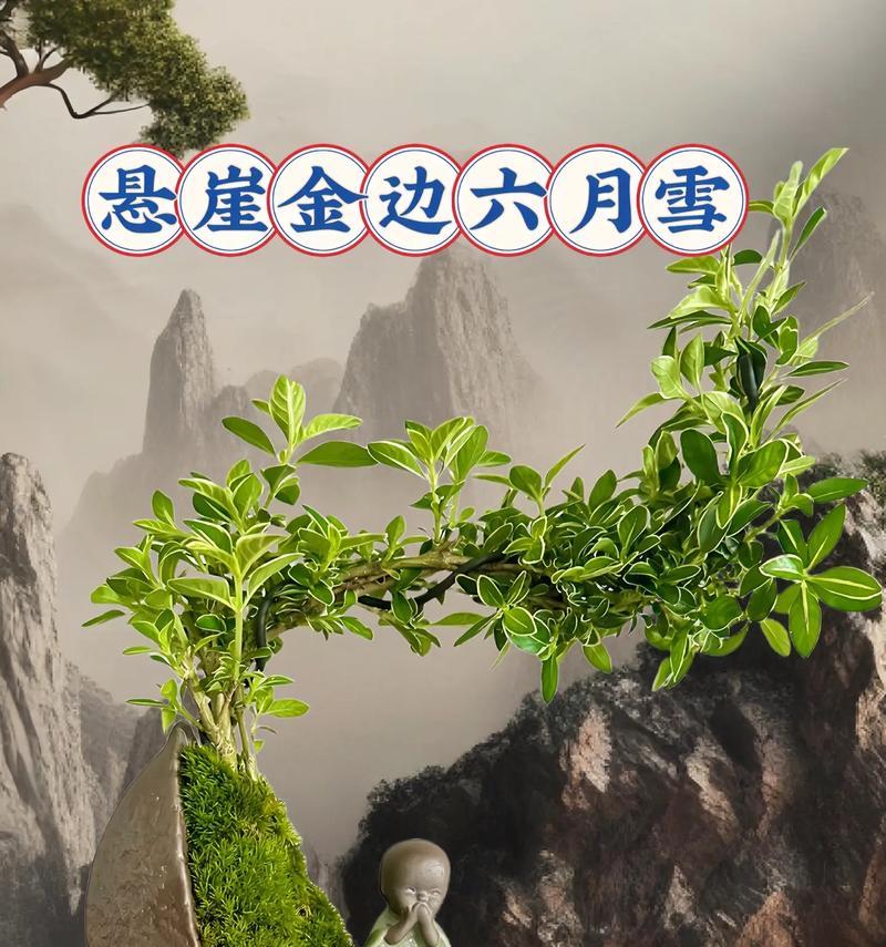 六月雪有什么花语？它在花语中代表什么？