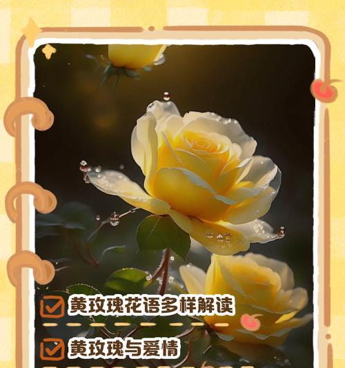 玫瑰送谁都喜欢的花语是什么？它代表了哪些寓意？