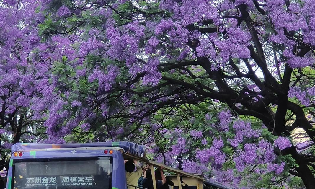 哪种花的花语代表摆烂？摆烂花语的含义是什么？