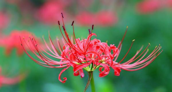 哪种花的花语象征着恶运？其寓意是什么？