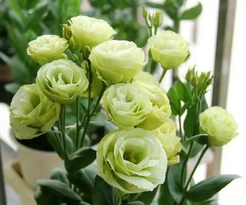哪种花的花语象征着恶运？其寓意是什么？
