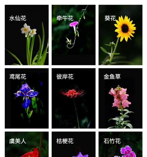 哪种花的花语用来形容大胆的爱？