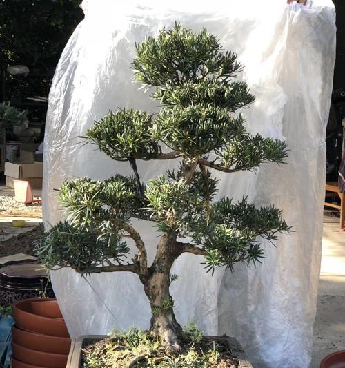 逆风中道具的花语有何深意？