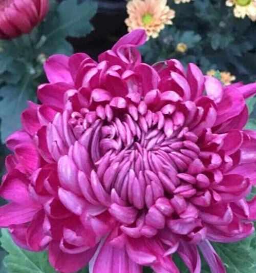 紫绣球花语中蕴含了哪些浪漫意义？