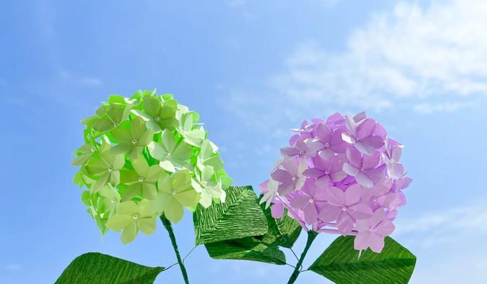 紫绣球花语中蕴含了哪些浪漫意义？
