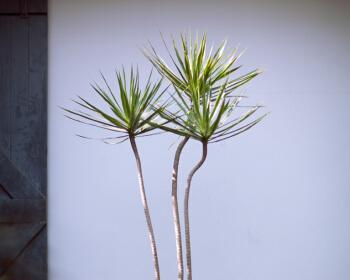 狐尾草组合花语是什么？它传递了怎样的信息？