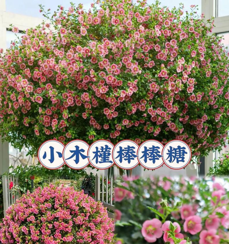 木槿花的花语是什么意思？它的正确读音是什么？
