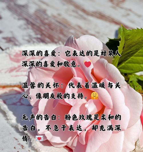 战地玫瑰的花语是什么？它在表达什么情感或信息？
