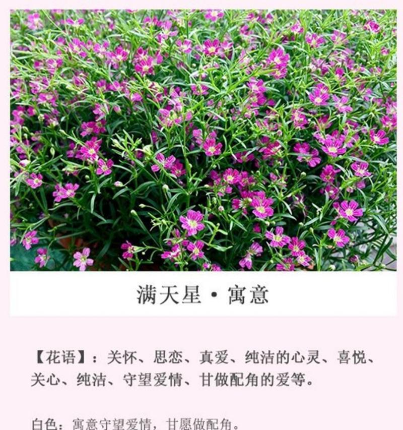 新星星的花语和寓意是什么？新星象征着什么？