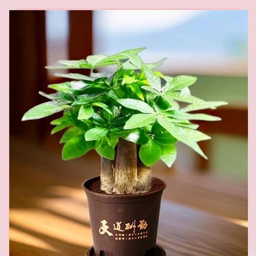 发财树的花语寓意有哪些？