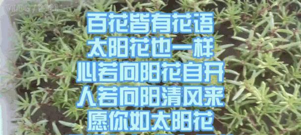 花语“所愿皆所得”是什么意思？“所愿皆所得”花语代表什么？