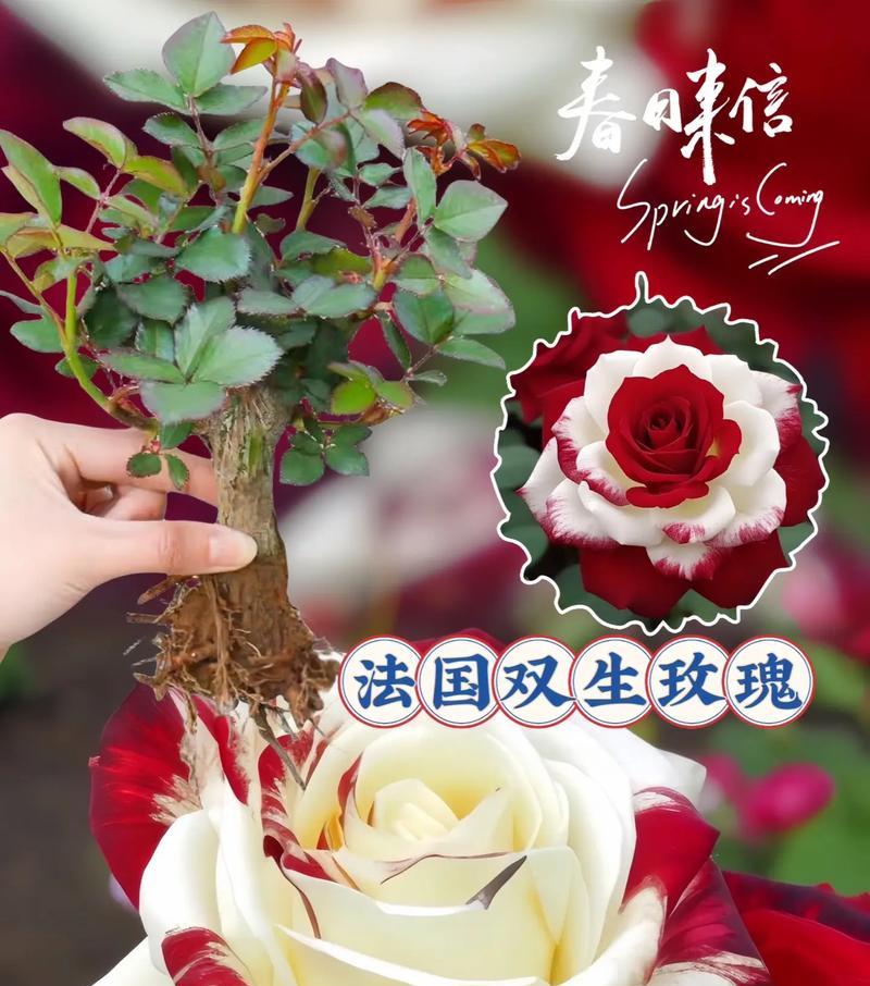 32朵玫瑰传递什么信息？花语含义详解？