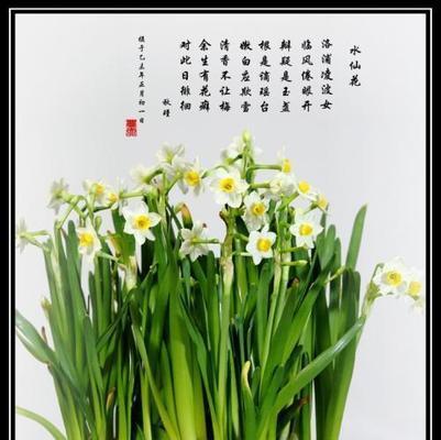 重建家园时选择哪种花语？