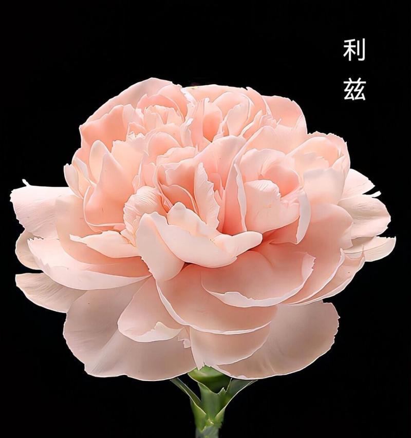 重建家园时选择哪种花语？