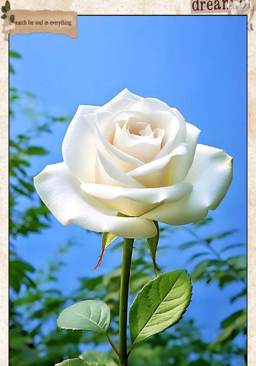 俄式白玫瑰的花语是什么意思？它象征着什么？