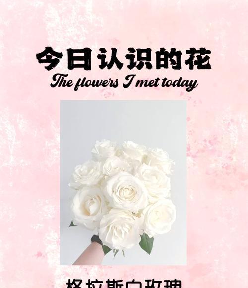 俄式白玫瑰的花语是什么意思？它象征着什么？