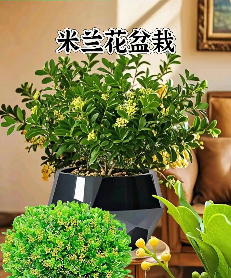 米兰的花语代表了什么？