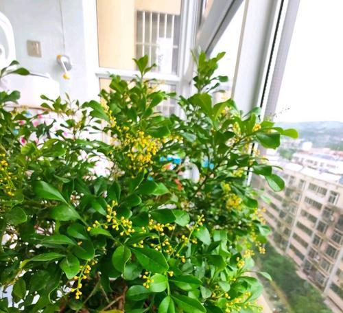 米兰的花语代表了什么？