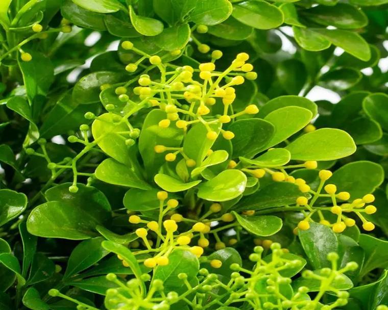 米兰的花语代表了什么？