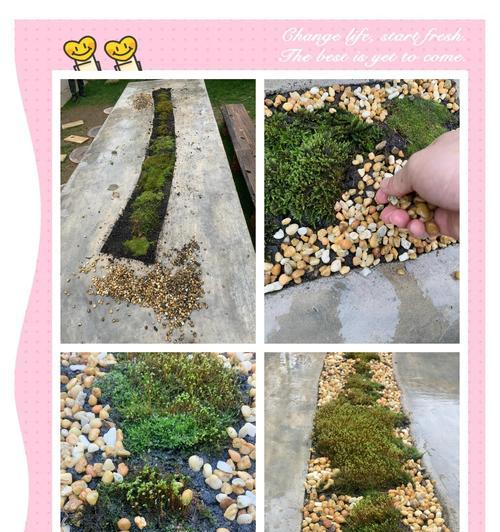 地衣花语的寓意由来？地衣象征着什么？