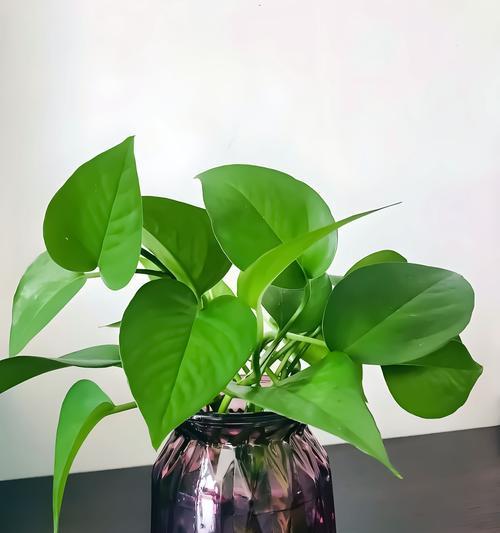 红枣的花语和寓意是什么？