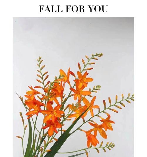红枣的花语和寓意是什么？