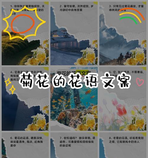 养菊花的寓意和花语是什么？菊花有哪些品种和花语？
